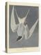 Great Tern, 1836-John James Audubon-Premier Image Canvas