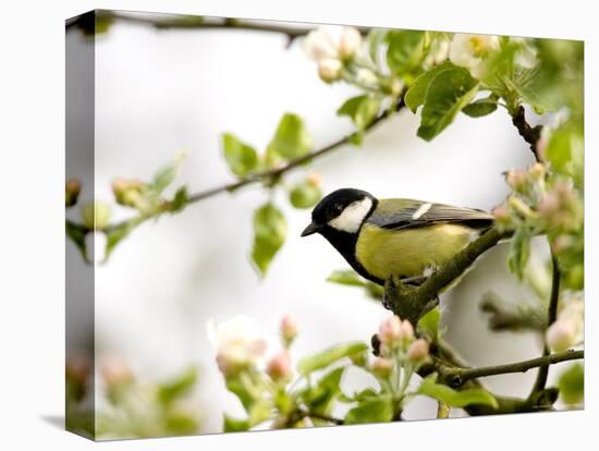 Great Tit (Parus Major) in Apple Tree, Bielefeld, Nordrhein Westfalen, Germany-Thorsten Milse-Premier Image Canvas