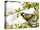 Great Tit (Parus Major) in Apple Tree, Bielefeld, Nordrhein Westfalen, Germany-Thorsten Milse-Premier Image Canvas