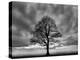 Great Tree-PhotoINC-Premier Image Canvas