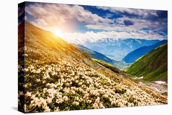 Great View of the Alpine Meadows with Rhododendron Flowers at the Foot of Mt. Ushba. Dramatic Unusu-Leonid Tit-Premier Image Canvas