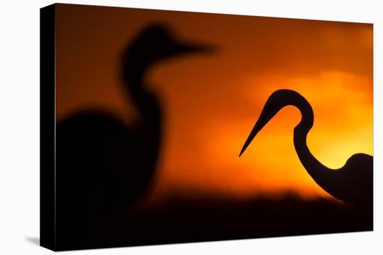 Great White Egret (Ardea Alba) Silhouetted at Sunset, Lake Csaj, Pusztaszer, Hungary, February-Bence Mate-Premier Image Canvas