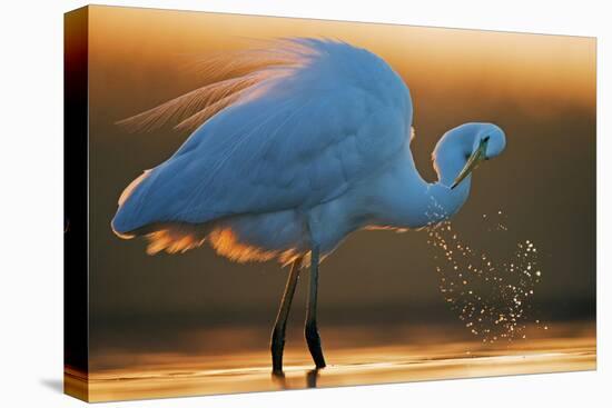 Great White Egret (Ardea Alba) Splashing, Hungary, January-Markus Varesvuo-Premier Image Canvas