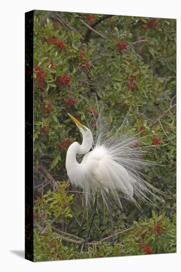 Great White Egret Displaying in Tree-null-Premier Image Canvas