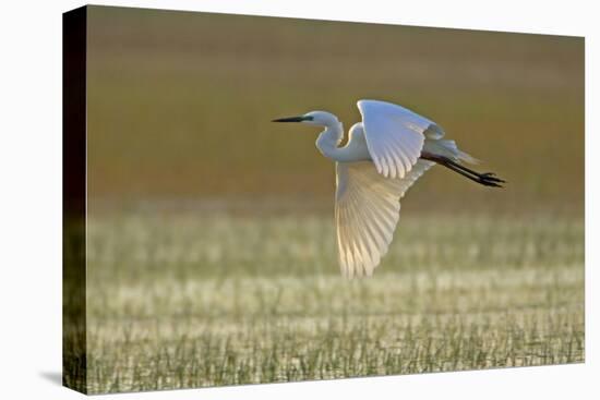 Great White Egret in Flight over Water Meadow-null-Premier Image Canvas