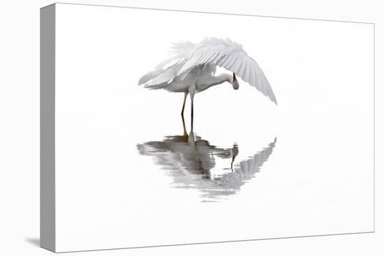 Great white egret preening feathers, France-Philippe Clement-Premier Image Canvas