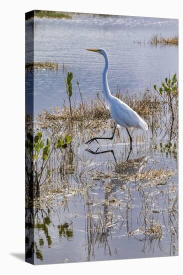 Great white egret wading, Merritt Island nature preserve, Florida, USA-Lisa Engelbrecht-Premier Image Canvas