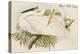Great White Egret-John Gould-Stretched Canvas