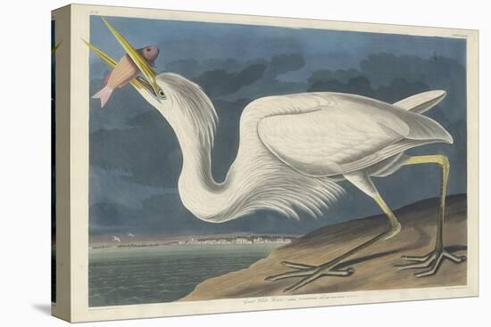 Great White Heron, 1835-John James Audubon-Premier Image Canvas