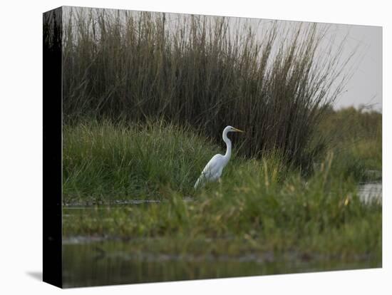 Great White Heron (Ardea Alba), Okavango Delta, Ngamiland, Botswana-null-Premier Image Canvas