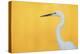 Great White Heron - Eminent-Staffan Widstrand-Stretched Canvas