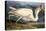 Great White Heron from "Birds of America"-John James Audubon-Premier Image Canvas