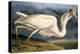 Great White Heron from "Birds of America"-John James Audubon-Premier Image Canvas