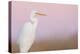 Great White Heron - Majestic-Staffan Widstrand-Stretched Canvas