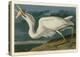 Great White Heron-John James Audubon-Stretched Canvas