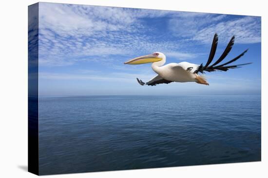 Great White Pelican in Flight over the Atlantic-null-Premier Image Canvas