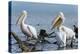 Great White Pelican (Pelecanus Onocrotalus), Lake Naivasha, Kenya, East Africa, Africa-Sergio Pitamitz-Premier Image Canvas