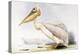 Great White Pelican-Edward Lear-Premier Image Canvas