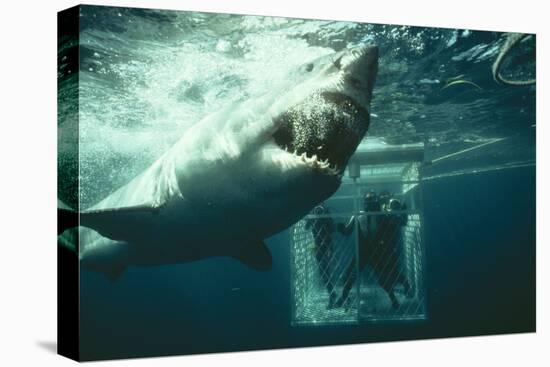 Great White Pointer Shark-null-Premier Image Canvas