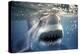 Great White Pointer Shark-null-Premier Image Canvas