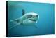 Great White Pointer Shark-null-Premier Image Canvas