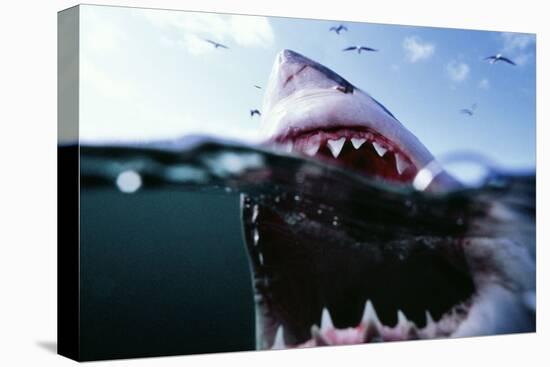 Great White Pointer Shark-null-Premier Image Canvas