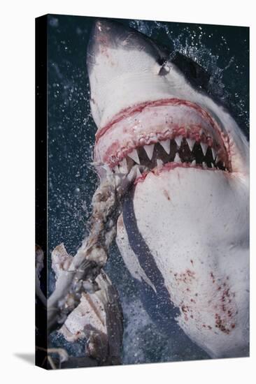 Great White Shark Biting Bait Line-DLILLC-Premier Image Canvas