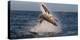 Great White Shark (Carcharodon Carcharias) Breaching-Cheryl-Samantha Owen-Premier Image Canvas
