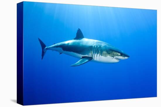 Great White Shark (Carcharodon Carcharias) Guadalupe Island, Mexico, Pacific Ocean-Franco Banfi-Premier Image Canvas