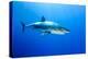 Great White Shark (Carcharodon Carcharias) Guadalupe Island, Mexico, Pacific Ocean-Franco Banfi-Premier Image Canvas