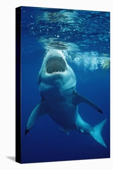 Great White Shark, Carcharodon Carcharias, Mexico, Pacific Ocean, Guadalupe-Reinhard Dirscherl-Premier Image Canvas