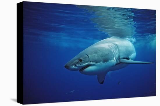 Great White Shark, Carcharodon Carcharias, Mexico, Pacific Ocean, Guadalupe-Reinhard Dirscherl-Premier Image Canvas