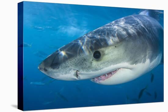 Great White Shark (Carcharodon Carcharias) Portrait, Guadalupe Island, Mexico. Pacific Ocean-Alex Mustard-Premier Image Canvas