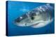 Great White Shark (Carcharodon Carcharias) Portrait, Guadalupe Island, Mexico. Pacific Ocean-Alex Mustard-Premier Image Canvas