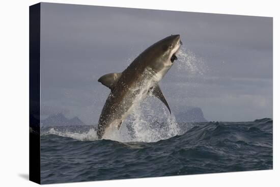 Great White Shark (Carcharodon Carcharias)-David Jenkins-Premier Image Canvas