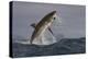 Great White Shark (Carcharodon Carcharias)-David Jenkins-Premier Image Canvas