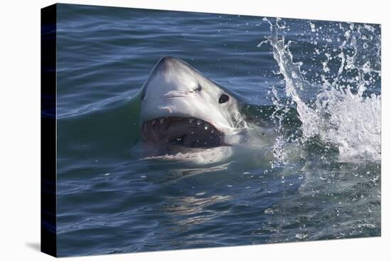 Great White Shark (Carcharodon Carcharias)-David Jenkins-Premier Image Canvas