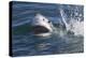 Great White Shark (Carcharodon Carcharias)-David Jenkins-Premier Image Canvas