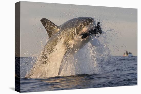 Great White Shark (Carcharodon Carcharias)-David Jenkins-Premier Image Canvas