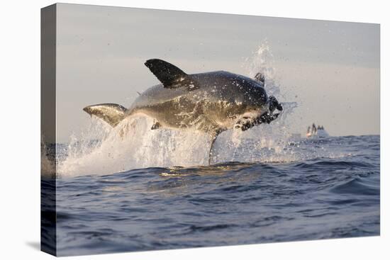 Great White Shark (Carcharodon Carcharias)-David Jenkins-Premier Image Canvas