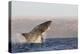 Great White Shark (Carcharodon Carcharias)-David Jenkins-Premier Image Canvas