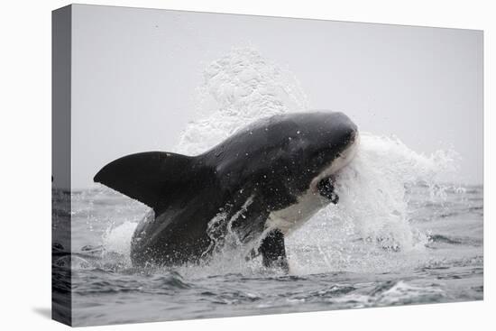 Great White Shark (Carcharodon Carcharias)-David Jenkins-Premier Image Canvas