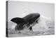 Great White Shark (Carcharodon Carcharias)-David Jenkins-Premier Image Canvas