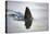 Great white shark dorsal fin, Guadalupe Island, Mexico-David Fleetham-Premier Image Canvas