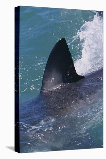 Great White Shark Fin above Water-DLILLC-Premier Image Canvas