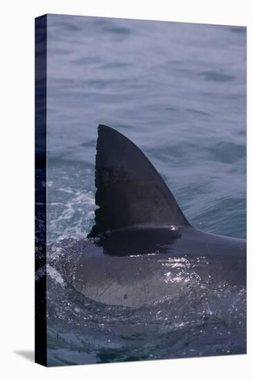 Great White Shark Fin above Water-DLILLC-Premier Image Canvas