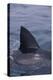 Great White Shark Fin above Water-DLILLC-Premier Image Canvas