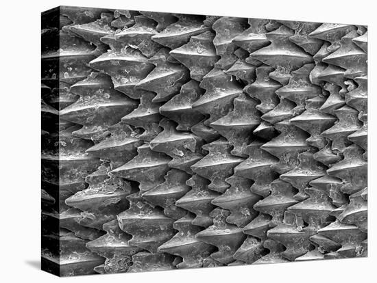 Great White Shark Scales-null-Premier Image Canvas