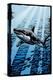 Great White Shark - Scratchboard-Lantern Press-Stretched Canvas