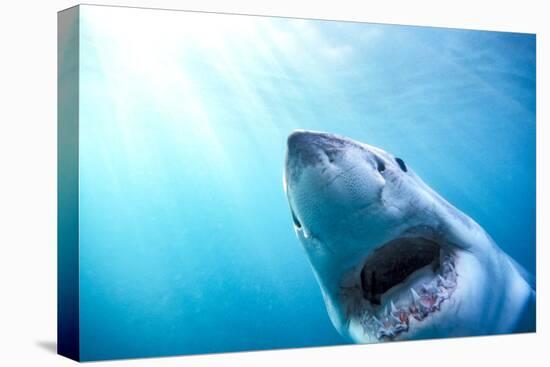Great White Shark, South Africa-Stuart Westmorland-Premier Image Canvas